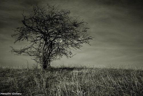 tree nature blackwhite solitudine trasognoerealtà