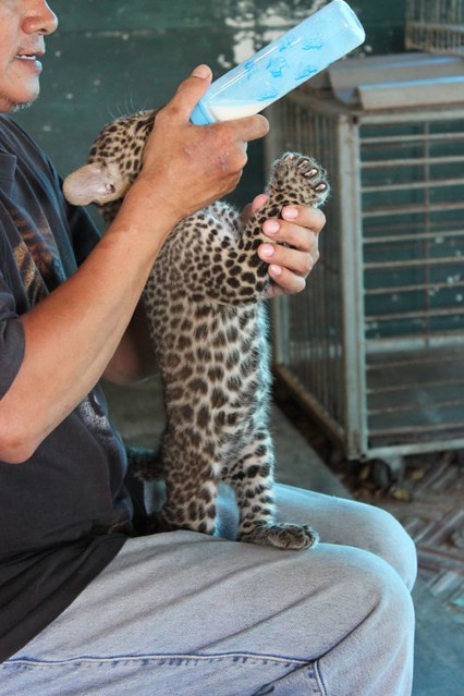 20110127_0446_leopard-cub