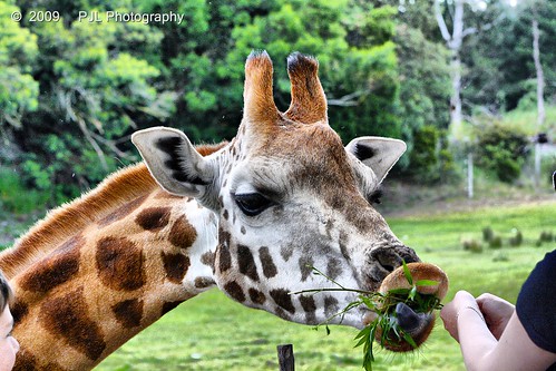 park newzealand christchurch animal wildlife giraffe orana rothschildsgiraffe pjl oranawildlifepark vosplusbellesphotos philnz1965 phillecren pjlphotography
