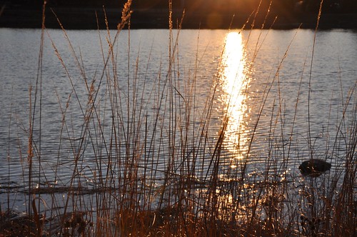 sunset sun sunlight lake cold water reeds season december glow sundown path trail rushes meadowlake wintry mortonarboretum suntrail