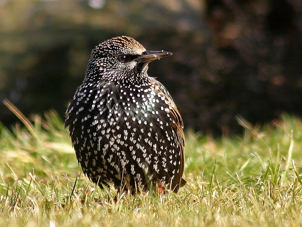 12013 - Starling in my garden
