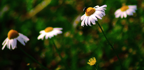 old flowers summer flower nikon picture dreams 2009 blüten d60 summery sommerlich niklas94