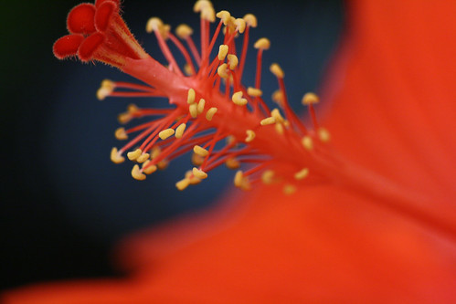 red flower macro rose closeup 100mm chineserose