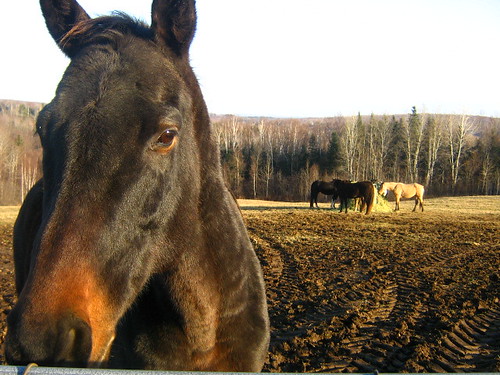 horses farm pontiaccountyquebec otterlakequebec