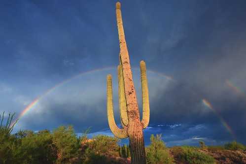 arizona cactus storm nature canon landscape rainbow desert monsoon saguaro wickenburg wickenburgaz 40d fullrainbow vanessakerrprice