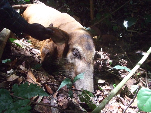 Bushmeat observations in the forest3