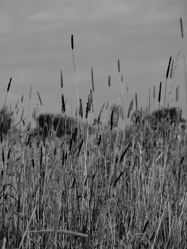 summer blackandwhite field hay