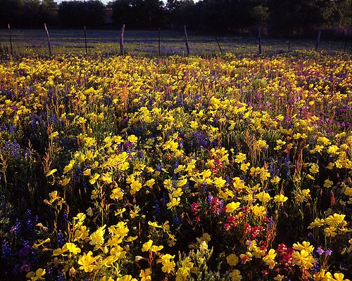 film mediumformat geotagged texas 6x7 wildflower filmscan indianpaintbrush texaswildflowers mamiya7ii yellowprimrose geo:lat=29249992 geo:lon=98767358