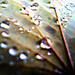 Dew Fall (10 of 10)