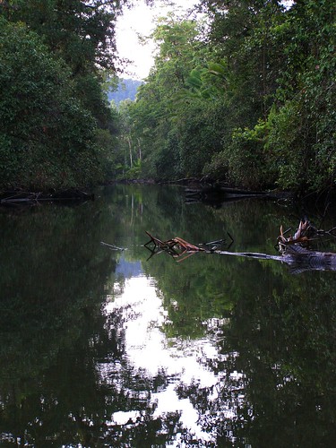 river rainforest jan canoe papuanewguinea hasselberg traditionalcanoe janhasselberg