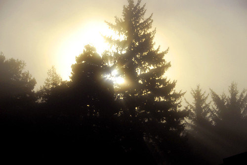 trees fog sunrise trinidadca