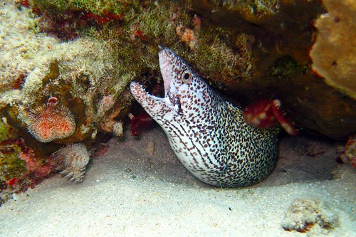 christmas white fish tree fan underwater tropical spotted worm eel bonaire moray