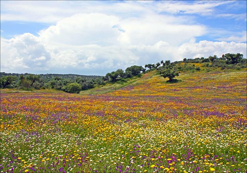 flowers tree portugal nature colors spring fields alentejo