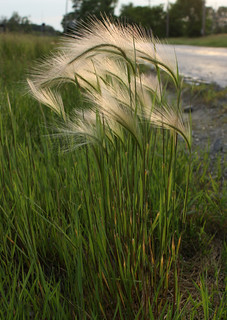 Squirrel Tail Grass
