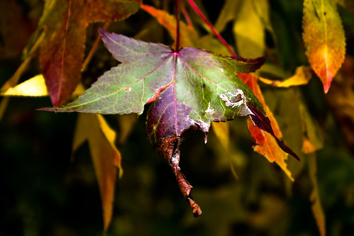 autumn photography leaf bokeh passion foglia autunno soe abigfave colorphotoaward platinumheartaward lucaramacciotti lucaram canoneos1000d