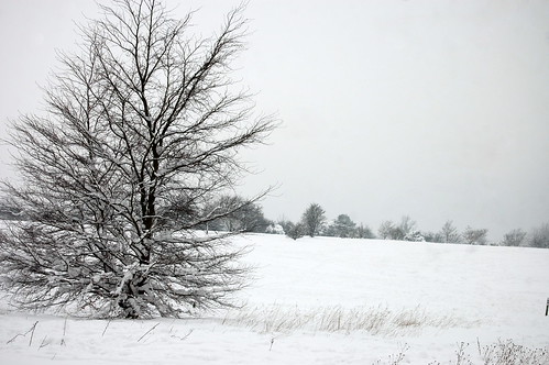trees winter snow downs nikon surrey epsom d40 nikonistas nikonista nikkorafsdx1855mm flickrstruereflectionlevel1