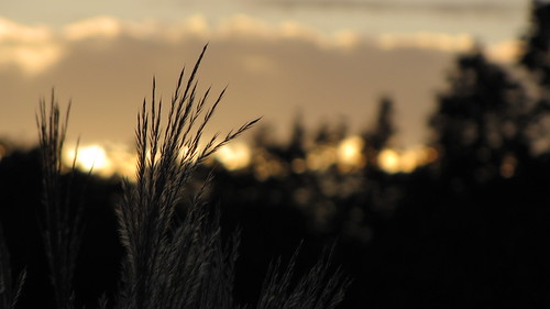 field grass night dark twilight darkness dusk wheat iowa prairie councilbluffs sooc canonsx10is