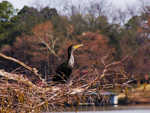 wood travel blue trees sky usa green bird nature water canon landscapes daylight louisiana scenery view state wildlife south peaceful powershot daytime cormorant tranquil doublecrestedcormorant lakeprovidence sx10is waltphotos