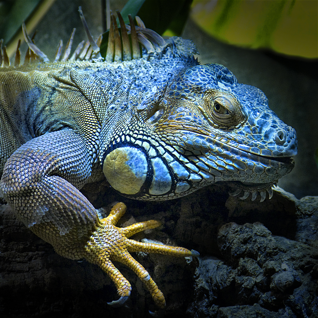 iguana azul