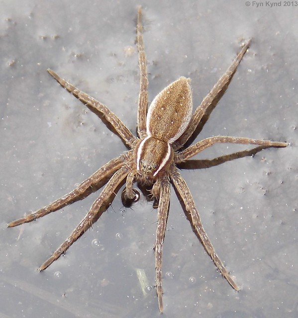Six-spotted Fishing Spider - Dolomedes triton