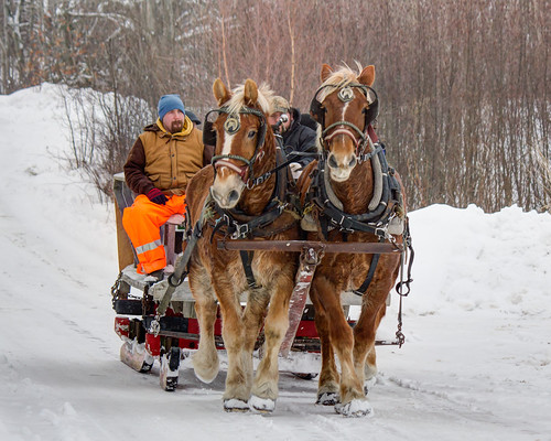 horse canada team novascotia windsor belgian sleigh