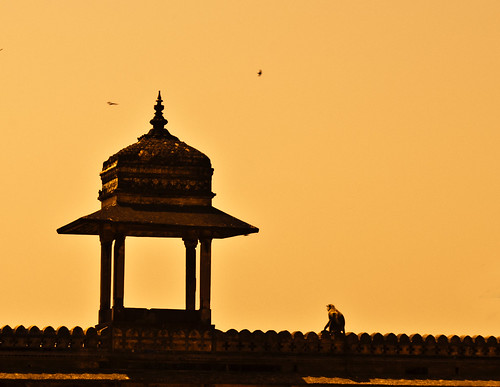 travel india building travelling animal silhouette architecture buildings asian monkey asia indian mahal palace southasia southasian traditionalarchitecture madhyapradesh orchha animalphotography travelphotography rajmahal indianarchitecture asianarchitecture madhyapradeshi