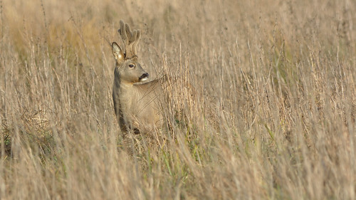 male nature animal mammal nt wildlife reserve deer national trust fen roe burwell wicken