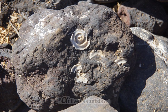 fossils 0000 beach 67, Hawaii, USA