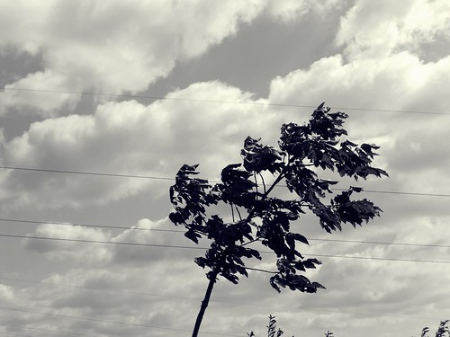 tree wind black white spring sky serbia southeast europe markovina