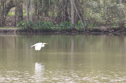egret greategret ardeaalba bird wadingbird