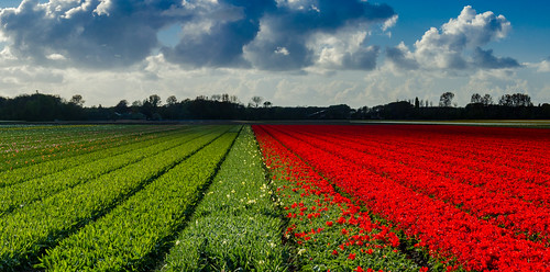 bollenstreek netherlands holland southholland lisse haarlem leiden tulip bulbregion flowerfields shadows