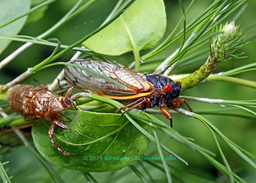 bug cicada insect adult maryland magicicada calvertcounty solomonsisland magicicadaseptendecim annmariegarden 17yearlocust periodiccicada nymphalskin canonef100mmf28lmacroiiusm pharaohcicada