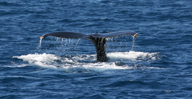  photo of whale