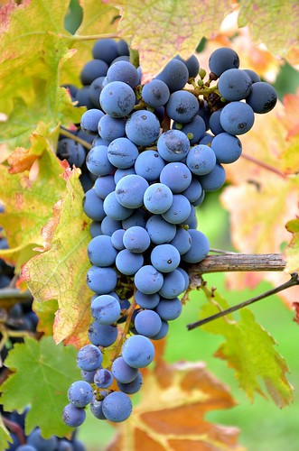 Hungarian Grapes