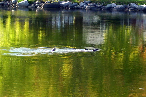 otters campbellford northumberlandcountyontario tyrentcanal