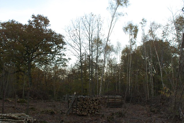 DSC_7538 Coppice woodland in autumn