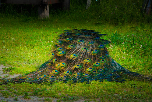 Peacock! Southbound view of northbound bird!