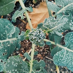 Baby broccoli.... Hope it didn't mind the frost.... Still a long way to go till spring! Last weeks' warm weather totally confused it,  and so it started growing some flowers.... Looks good with the frost cape, though!