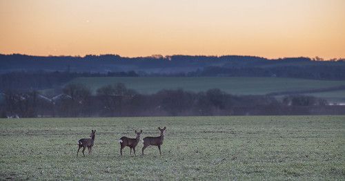 Three deer in the morning