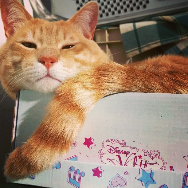 Photo：Cat in aBox By francesco.fumelli