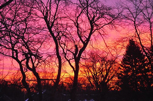 morning pink trees light sky orange black color silhouette clouds sunrise daylight day branches amethyst sunup daybreak
