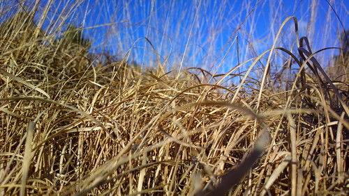 nature grass nokia nunspeet carlzeiss pureview zandenbos nokia808 nokia808pureview