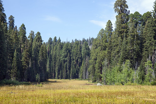 california ca usa forest giant landscape log grove meadow sequoia sequoianationalpark crescentmeadow giantforest canoneos5dmarkii canon5dmarkii canonef2470mmf28liiusm