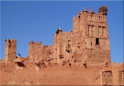 birds morocco maroc mm marokko kasbah hingebröselt telouetfahrt
