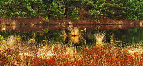 klara klarathomas klaracolor trees tree canon canon7d canoneos7d reed water reflection spring nature landscape flora bushes