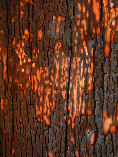Arbutus bark patterns in orange and black (Victoria, BC, Canada)