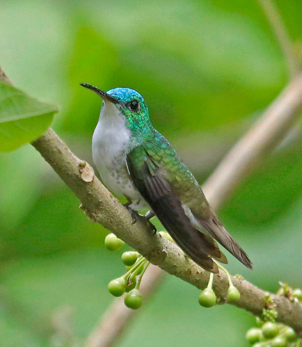170226 2017 amazilia amaziliafranciae andeanemerald apodiformes buenaventurareserve ecuador hummingbird trochilidae bird emerald