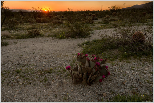 anzaborrego beavertailcactus california wildflowers sunrise