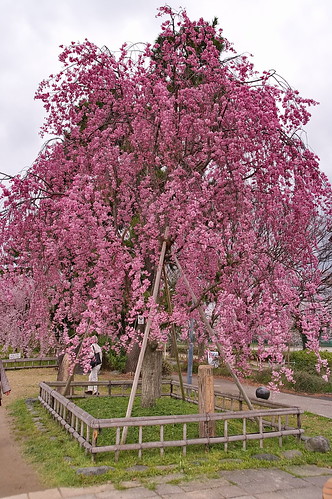 【写真】2013 桜 : 半木の道/2021-11-05/IMGP9500