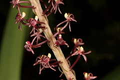 10 Liparis rheedii - Poring Orchid Garden 2011-11-07 04